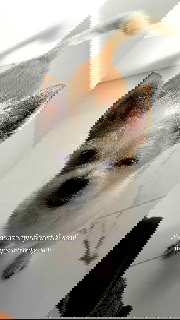 corinnakopf image ~ Altpins