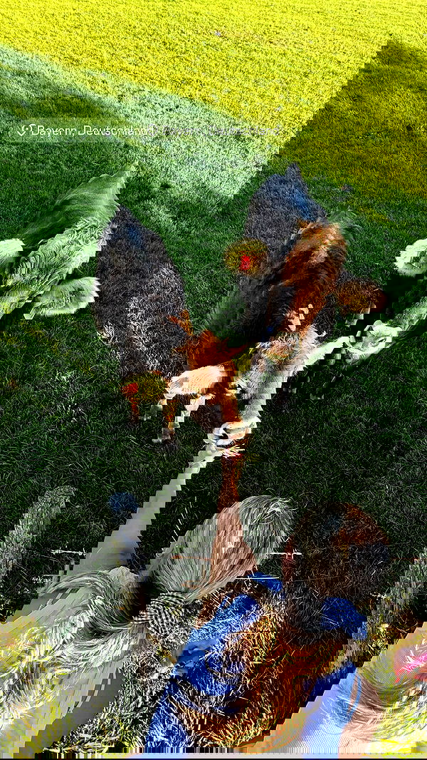 corinnakopf image ~ Altpins