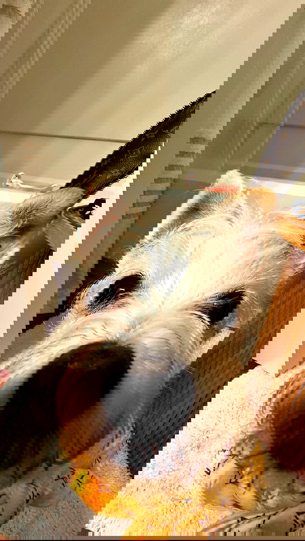 corinnakopf image ~ Altpins