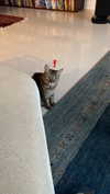 cozmili93 Altpins Profile Picture