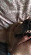 crocatana Altpins Profile Picture