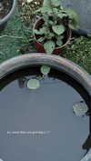 d0lli.ii Altpins Profile Picture