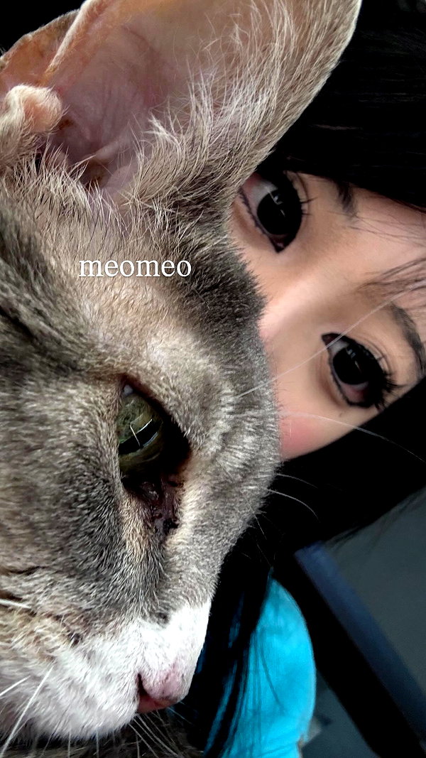 d0lli.ii d0lli.ii archive image