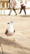 da.rk_.angel Altpins Profile Picture