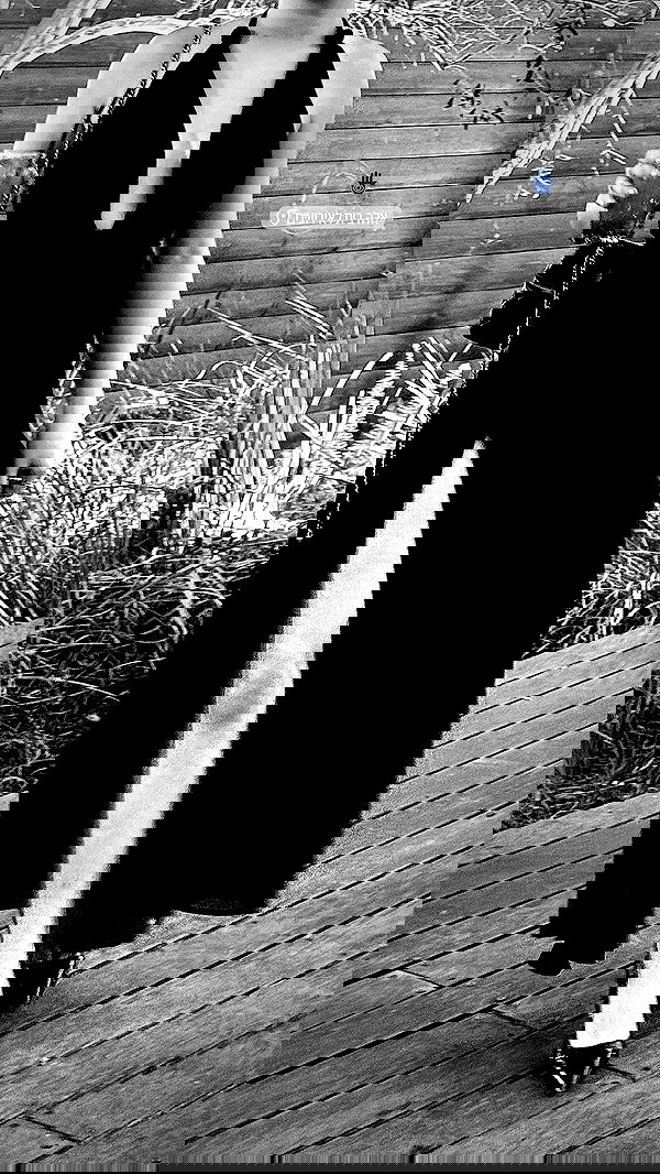 dana_ratushany image ~ Altpins