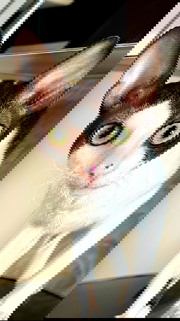 dana_ratushany image ~ Altpins