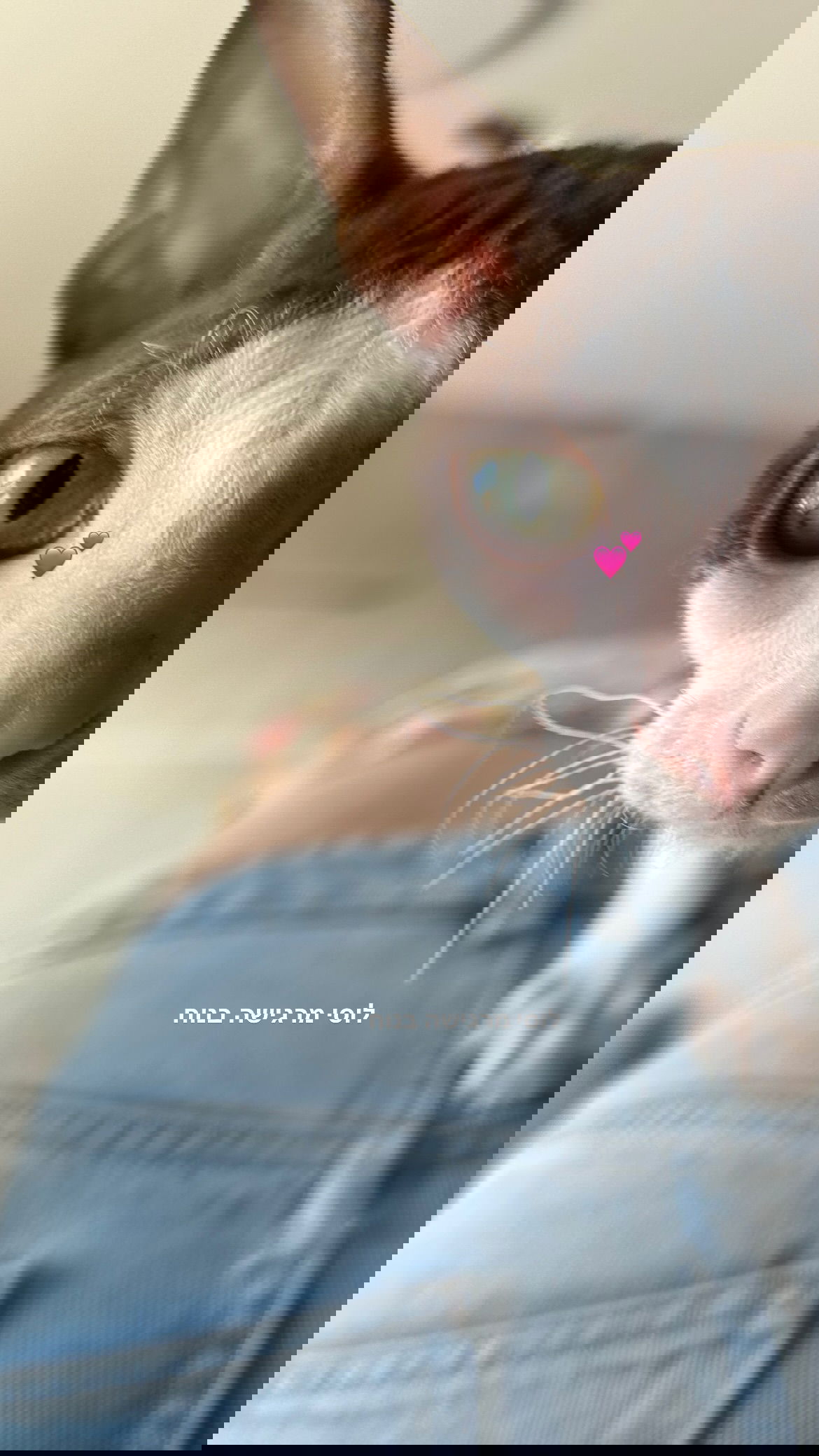 dana_ratushany instagram image archive image