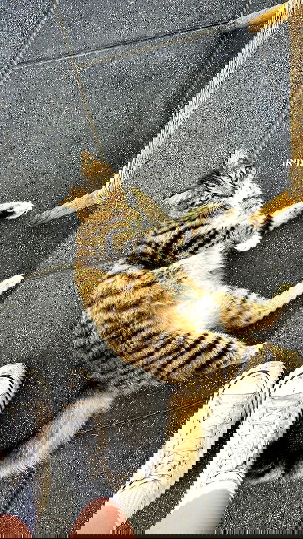 dana_ratushany image ~ Altpins