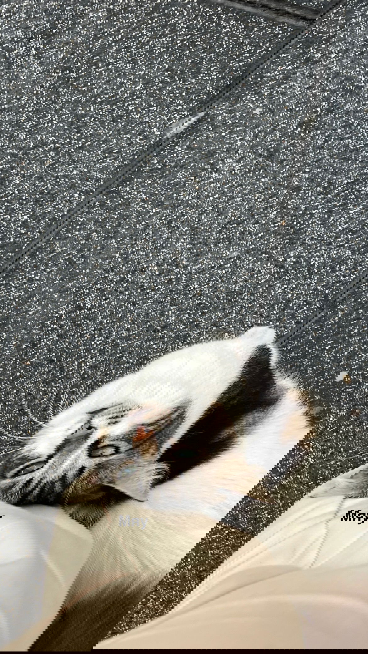 dana_ratushany instagram image archive image