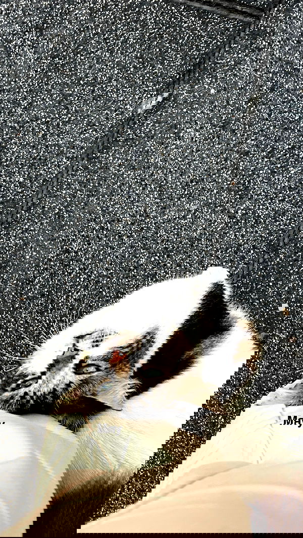 dana_ratushany image ~ Altpins