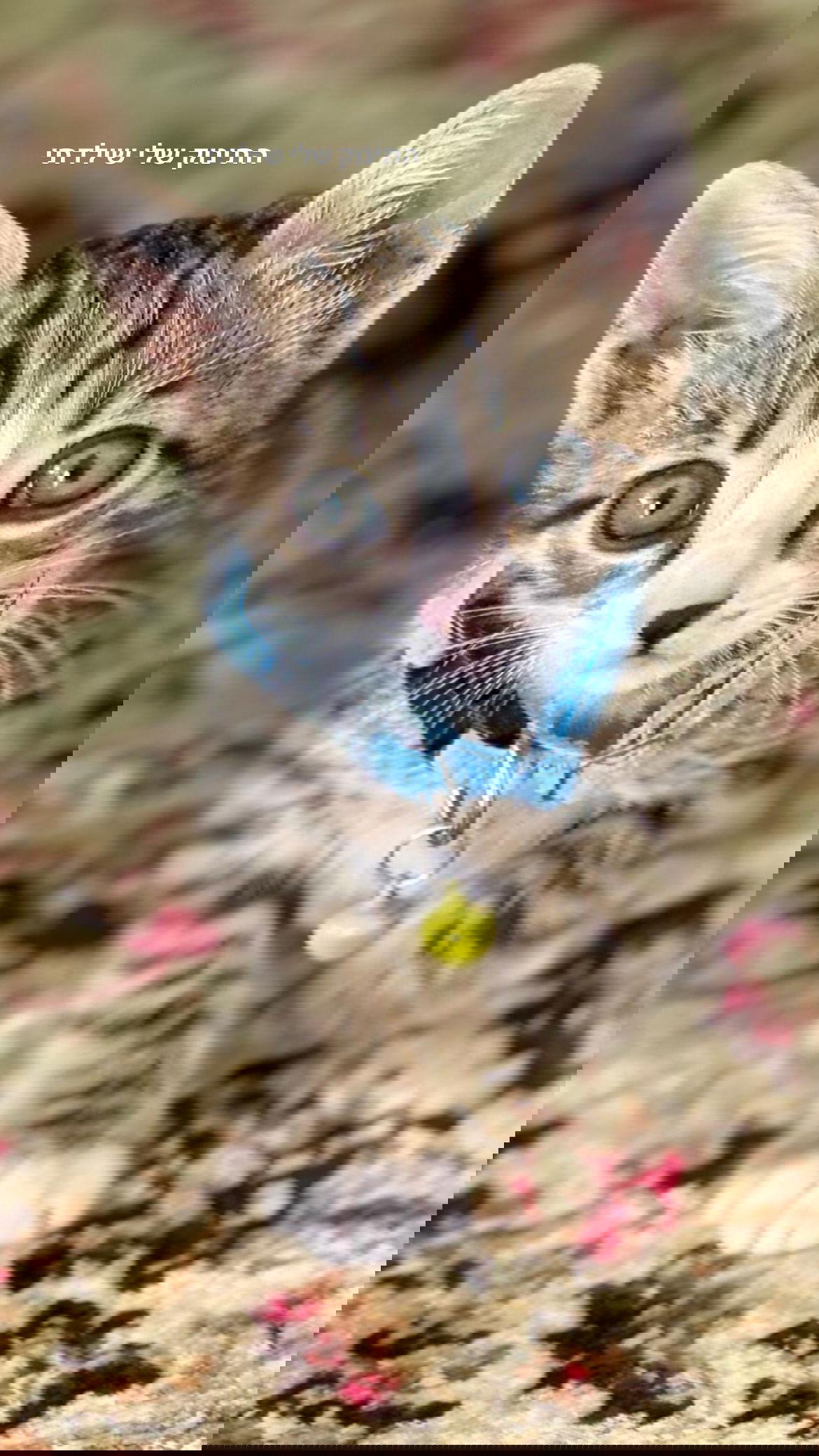 dana_ratushany instagram image archive image