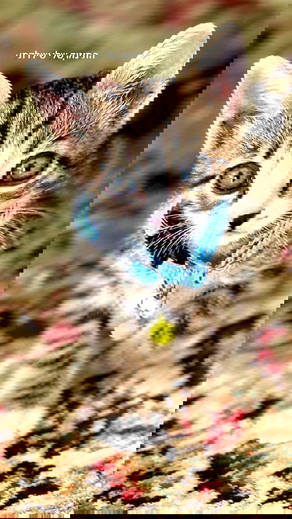 dana_ratushany image ~ Altpins