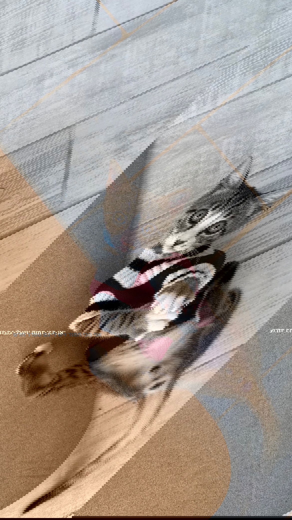 dana_ratushany instagram image archive image