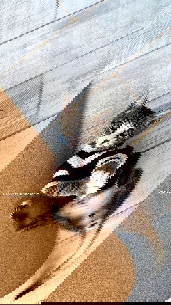 dana_ratushany image ~ Altpins