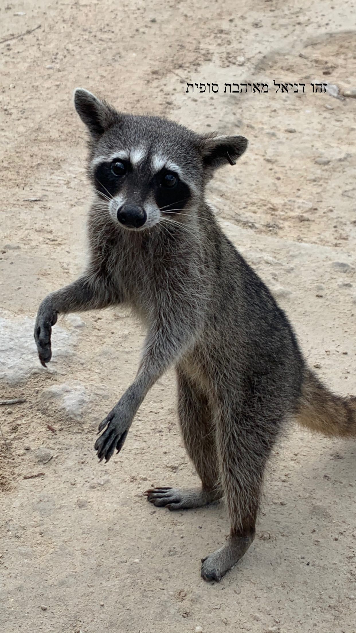 daniel_shallom instagram image archive image