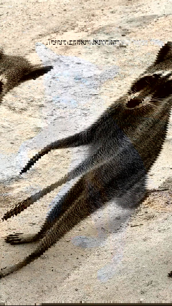 daniel_shallom image ~ Altpins