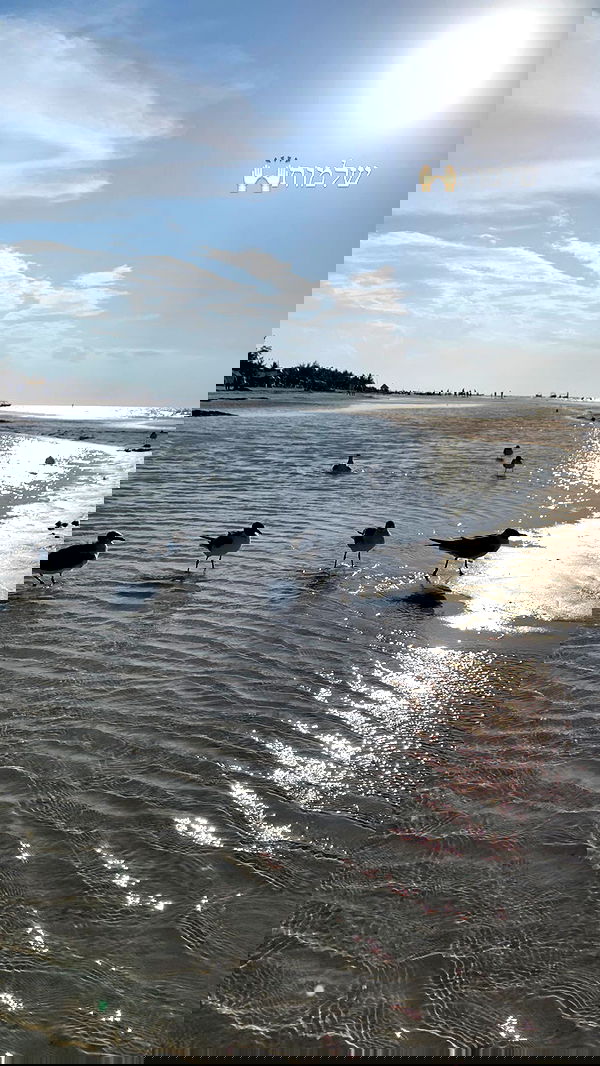 daniel_shallom image ~ Altpins