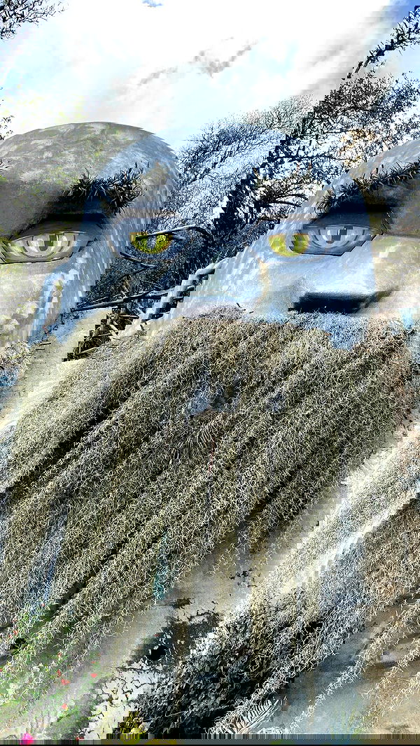 daniel_shallom image ~ Altpins