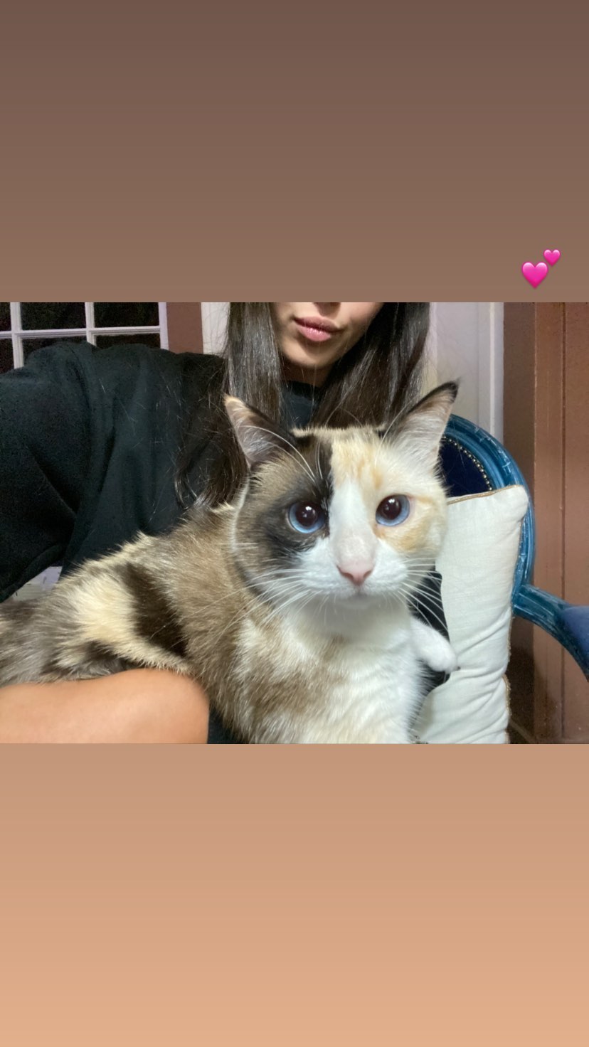 daniel_shallom instagram image archive image