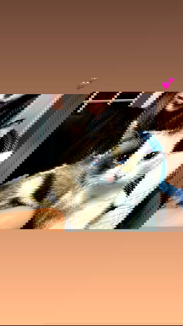 daniel_shallom image ~ Altpins