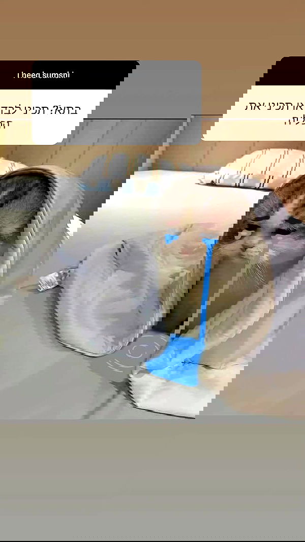 daniella_koosit daniella_koosit archive image