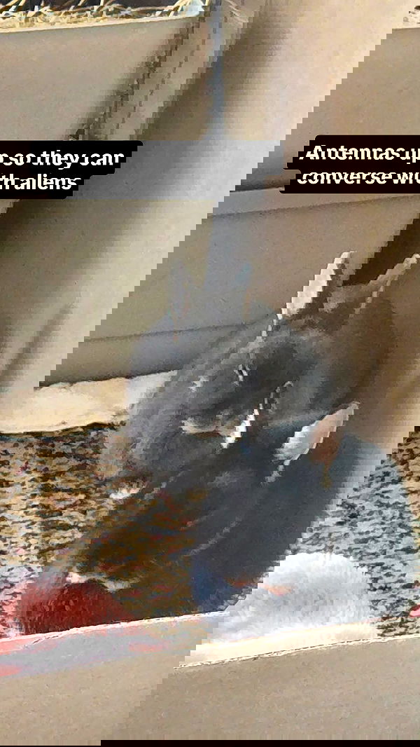 daniella_koosit daniella_koosit archive image