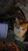 daniiiiichka Altpins Profile Picture