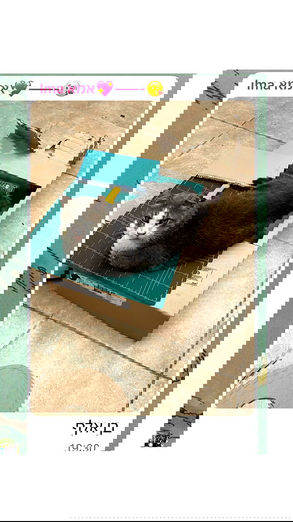 dante_yangpa dante_yangpa archive image