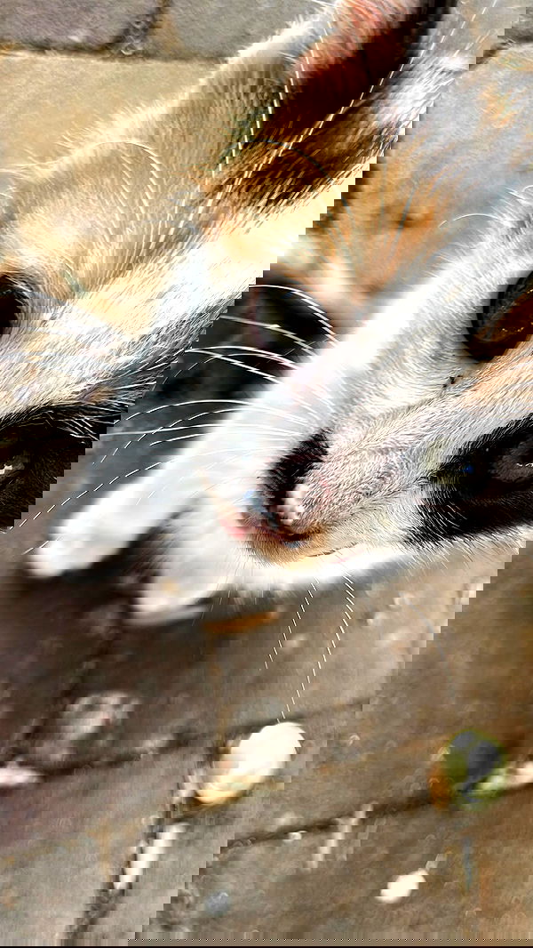 dante_yangpa dante_yangpa archive image