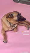 daria.lesin Altpins Profile Picture