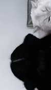 delicatedo11y Altpins Profile Picture