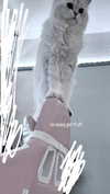 delicatedo11y Altpins Profile Picture