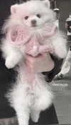 delicatedo11y Altpins Profile Picture