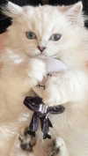 delicatedo11y Altpins Profile Picture