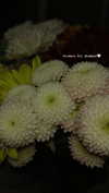diana.minaev_ Altpins Profile Picture