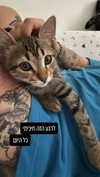 diana.rozz Altpins Profile Picture