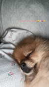 diana_tal_ Altpins Profile Picture
