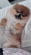 diana_tal_ Altpins Profile Picture
