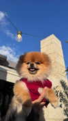 diana_tal_ Altpins Profile Picture
