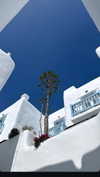 diana_tal_ Altpins Profile Picture