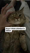 dinasaur_0_0_ Altpins Profile Picture