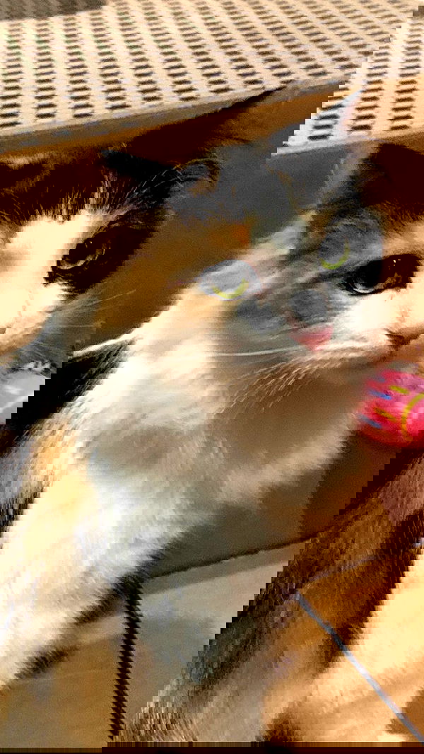 dracuina image ~ Altpins