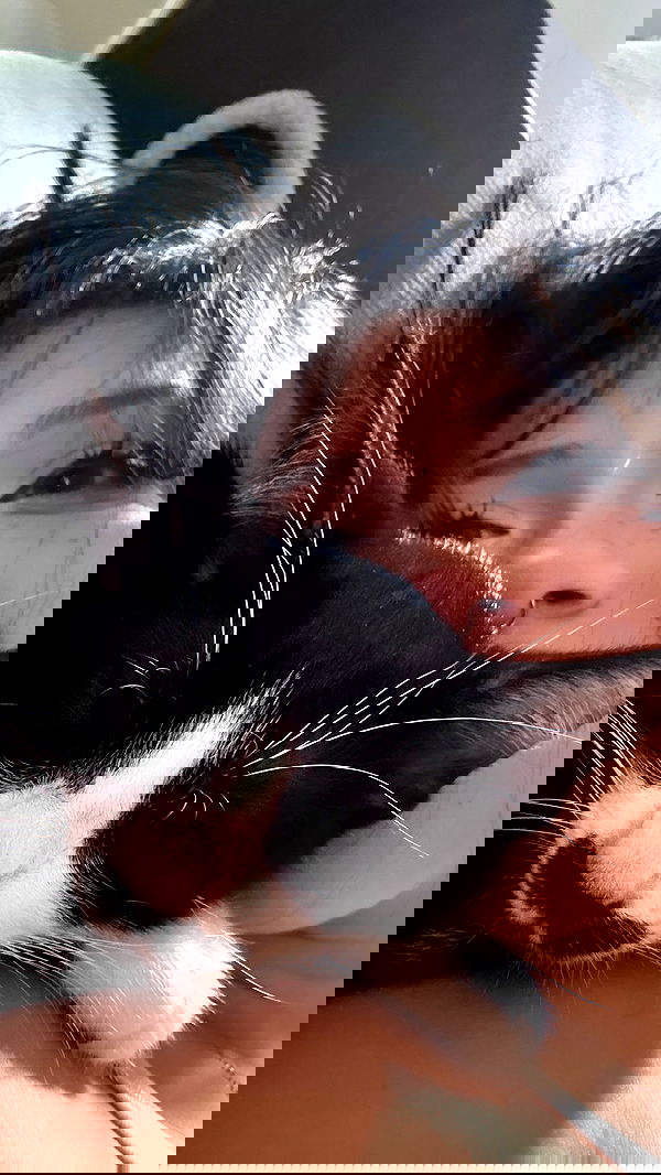 dracuina image ~ Altpins