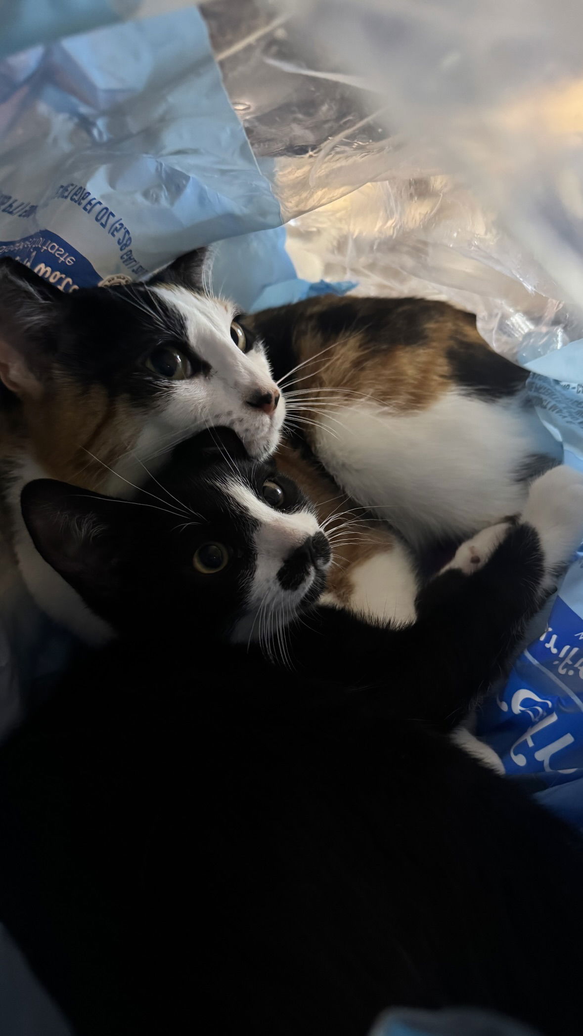 dracuina instagram image archive image