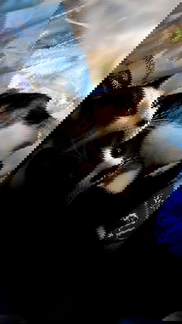 dracuina image ~ Altpins