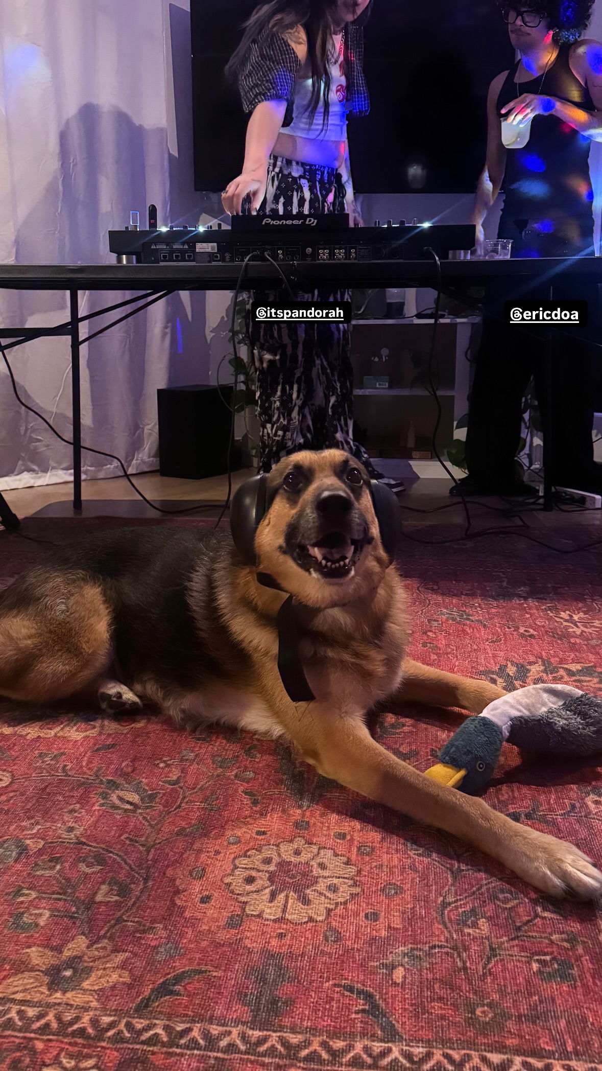 dracuina instagram image archive image