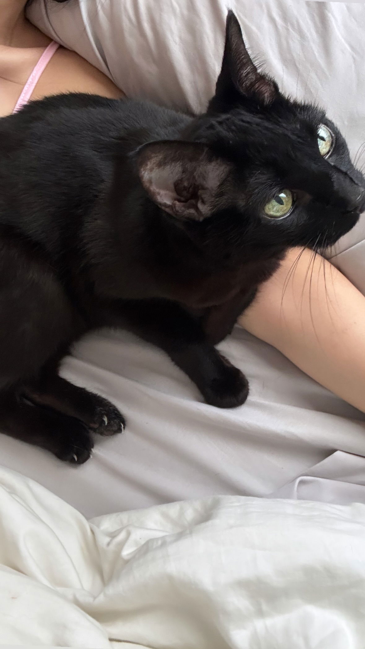 dracuina instagram image archive image