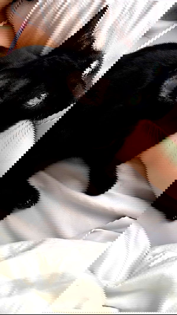 dracuina image ~ Altpins