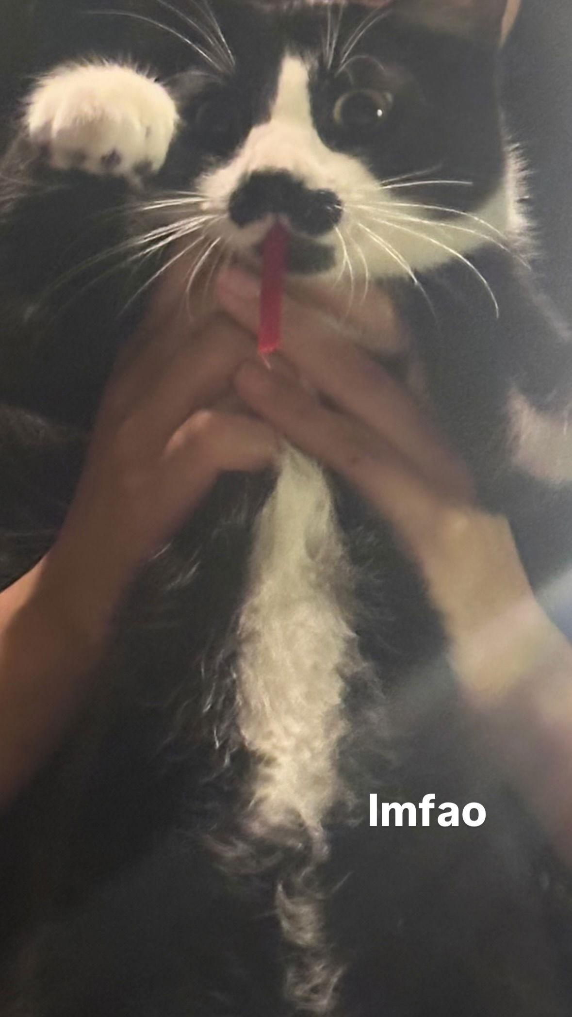 dracuina instagram image archive image