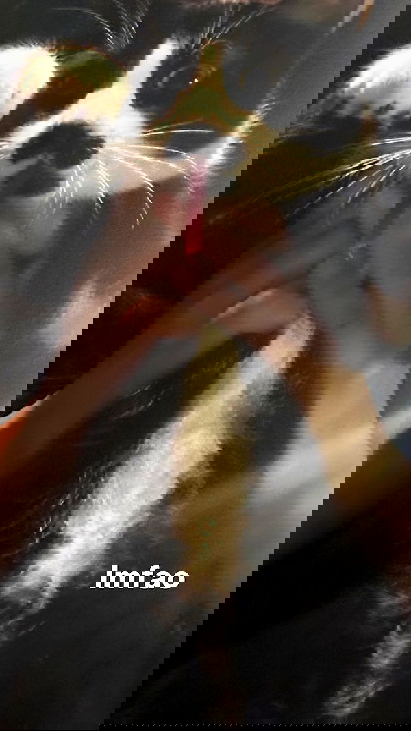 dracuina image ~ Altpins